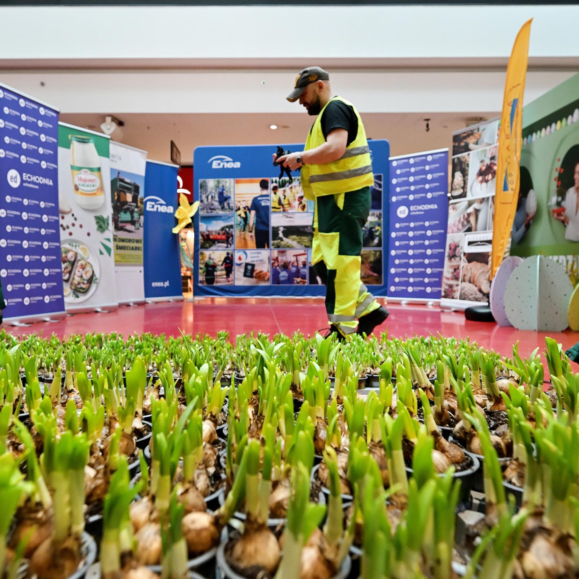 żonkile za elektrośmieci i makulaturę galeria echo