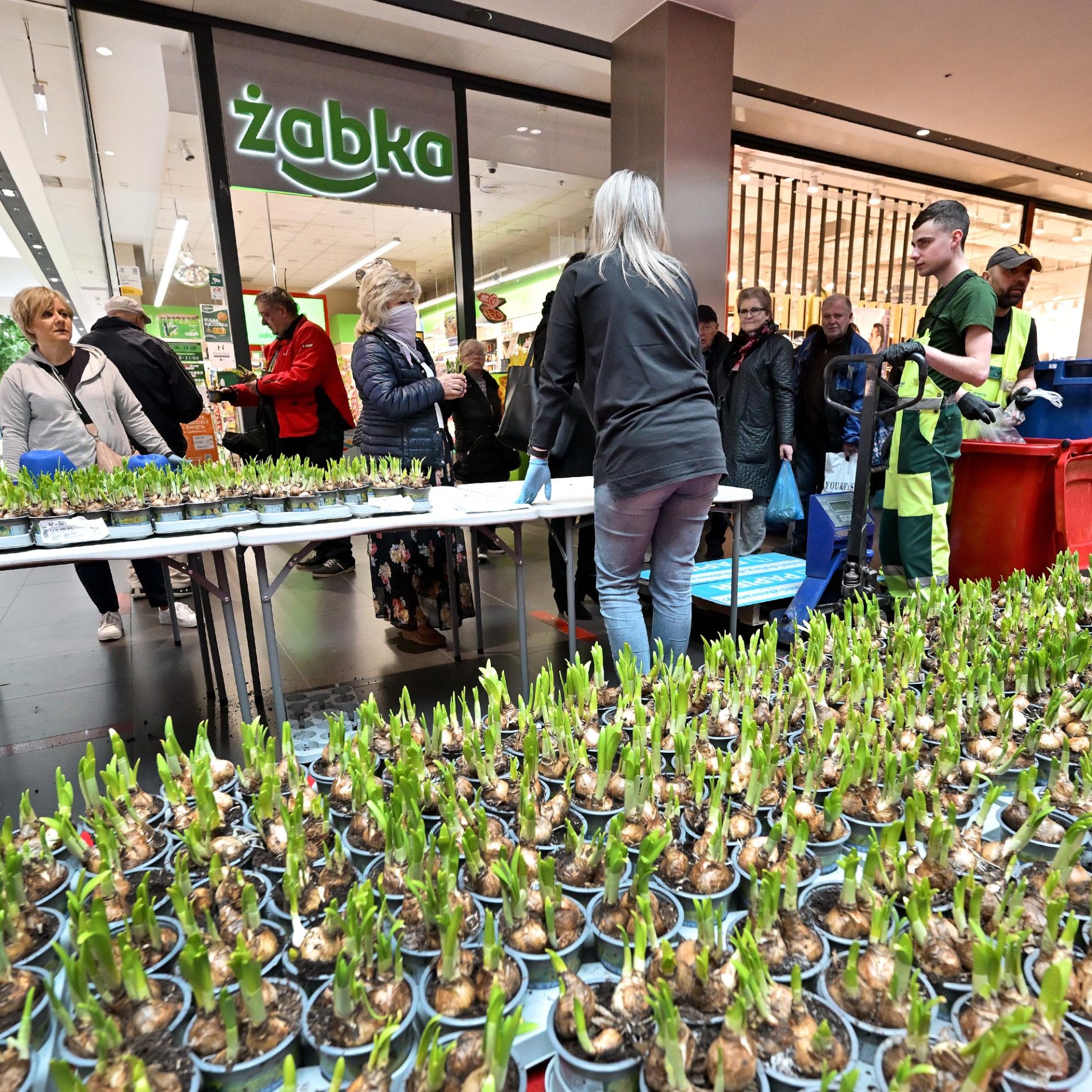 żonkile za elektrośmieci i makulaturę galeria echo