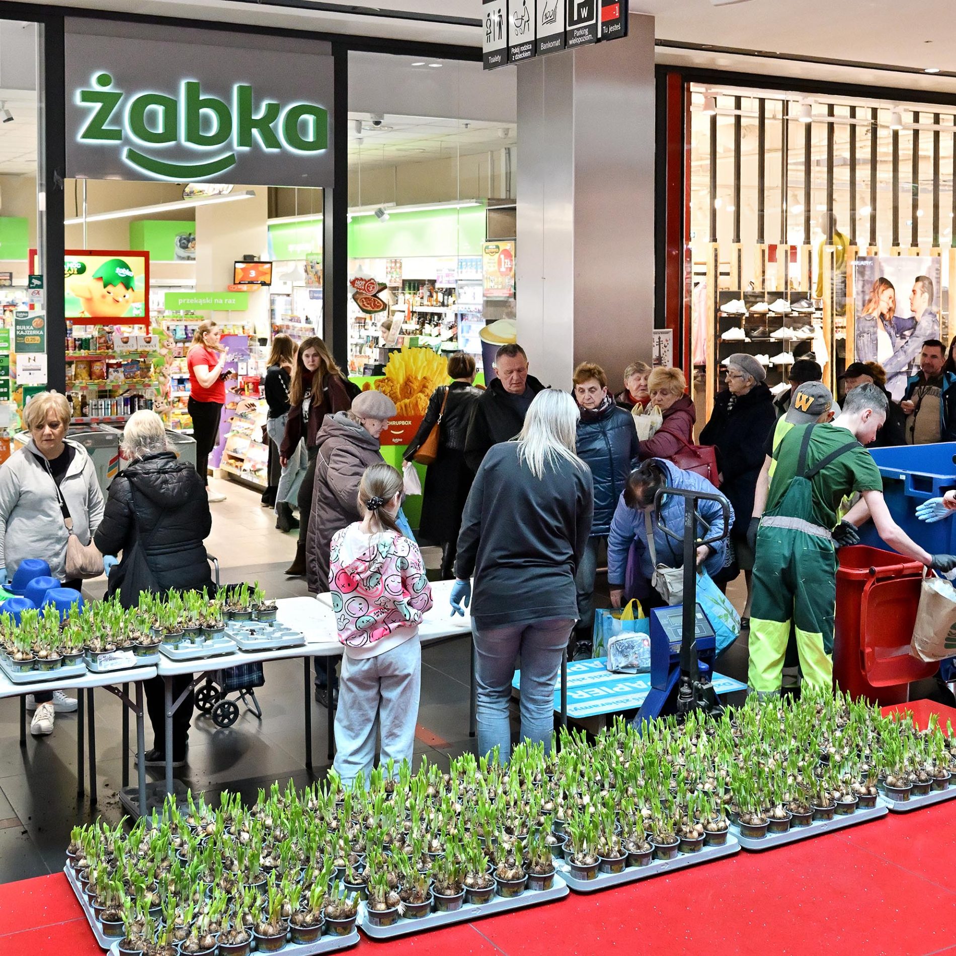 żonkile za elektrośmieci i makulaturę galeria echo